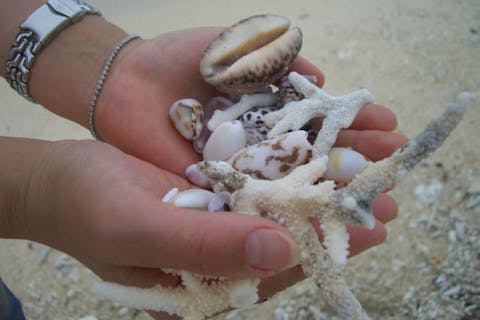 【沖縄・西表島・グラスボート】パナリ島のサンゴを見に行こう！グラスボートツアー