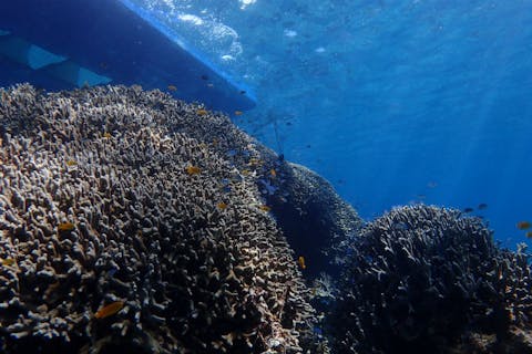 【沖縄・西表島・クルージング】パナリ島を自由に回ろう！1日ボートチャーター