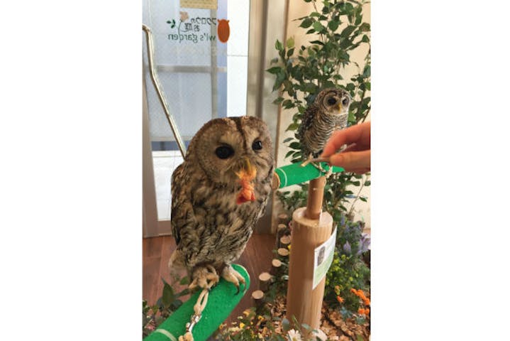 フクロウのお庭 Owl S Garden ネット予約ならアソビュー