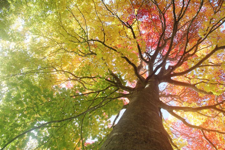 ブナ北限の里ツーリズム