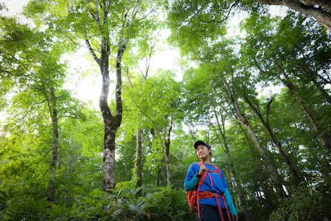 【北海道・ガイドツアー】天然記念物の歌才ブナ林へ！四季のブナ林ガイドウォーク