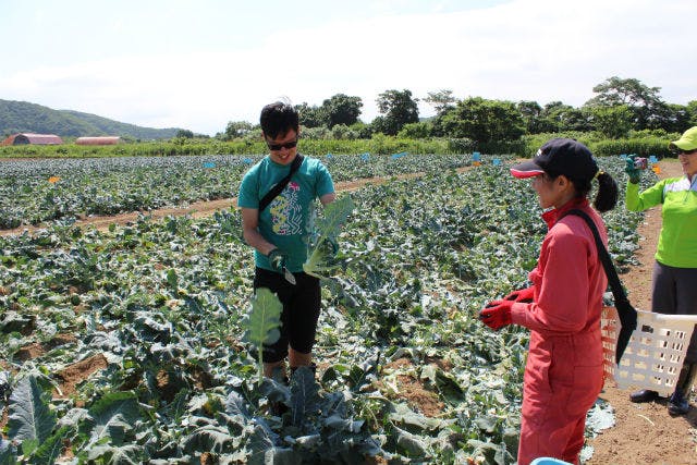 北海道 農業体験 家族みんなで楽しめる 旬の野菜を収穫しよう アソビュー