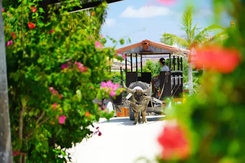 石垣島 竹富島 ガイドツアーの遊び体験 アソビュー 休日の便利でお得な遊び予約サイト