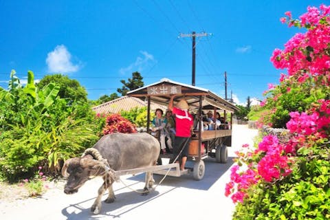 【人気の3島めぐり】西表・由布・竹富3島めぐり　竹富島で水牛車観光＜乗船券・ランチ付／R-2S＞
