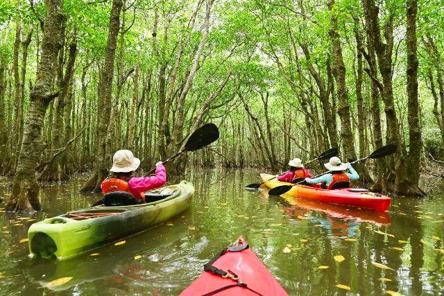 【カヌー＋竹富2島めぐり】西表島マングローブカヌー＋選べる竹富島観光＜乗船券／ランチ付／E-1C＞
