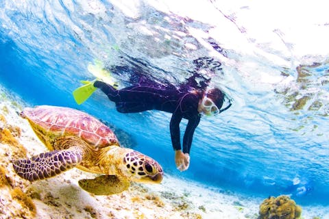 沖縄 宮古島 シュノーケリング ウミガメを探しに行こう サンゴ礁シュノーケリング 高画質gopro写真 動画無料プレゼント アソビュー