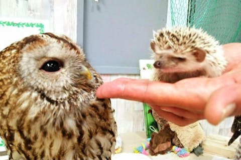 あうるぱーく フクロウカフェ池袋の写真