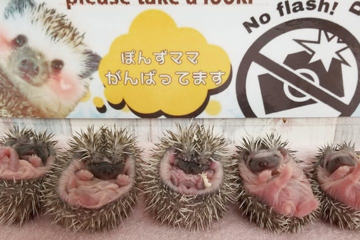池袋 ふくろうカフェ 癒しの時間 ふくろう ハリネズミふれあい体験 アソビュー 池袋 ふくろうカフェ 癒しの時間 ふくろう ハリネズミふれあい体験 アソビュー