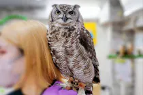 池袋・体験型フクロウカフェ】フクロウ＆ハリネズミ・白蛇ふれあい体験