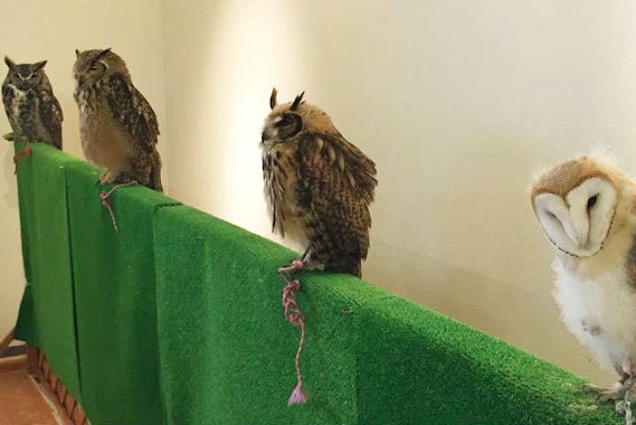 しあわせをよぶフクロウカフェ Country Owl ネット予約ならアソビュー しあわせをよぶフクロウカフェ Country Owl ネット予約ならアソビュー