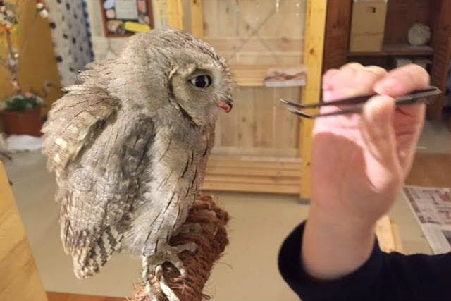 しあわせをよぶフクロウカフェ Country Owl｜ネット予約ならアソビュー！