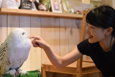 全国のフクロウカフェ情報 料金 アクセス 営業時間 クーポン アソビュー