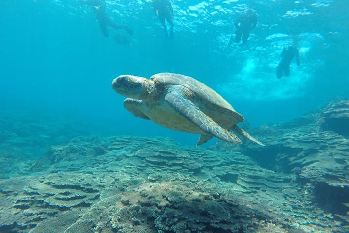 八丈島 素潜り ウミガメ遭遇率99 八丈島でシュノーケリング体験 写真撮影付き アソビュー