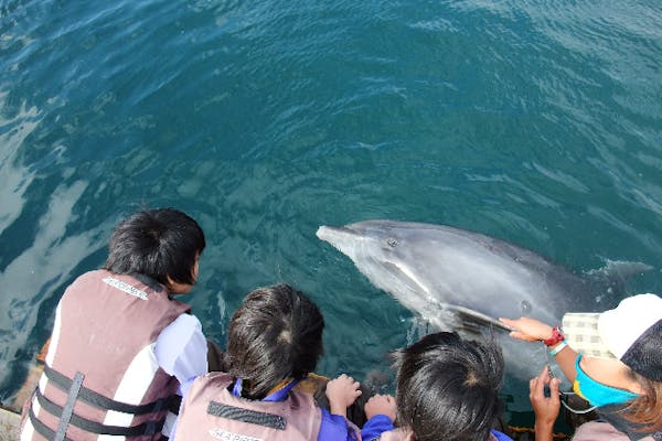 静岡・伊東市・イルカにタッチ】写真撮影もOK！イルカ触れ合いコース