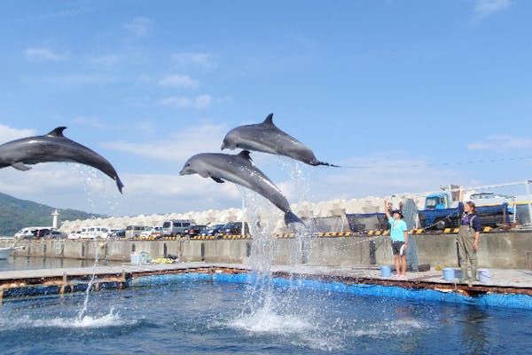 静岡・伊東市・イルカにタッチ】写真撮影もOK！イルカ触れ合いコース