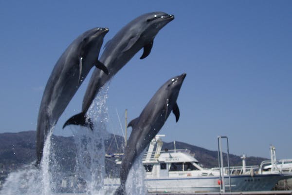 イルカ Back To 高知家の2022！紺碧の土佐湾を優雅に泳ぐニタリクジラと群れ