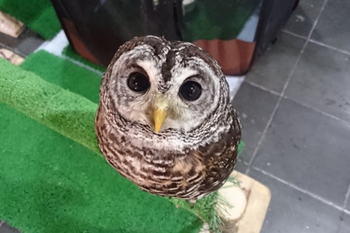 ふくろうカフェricky仙台店 リッキー ネット予約ならアソビュー ふくろうカフェricky仙台店 リッキー ネット予約ならアソビュー