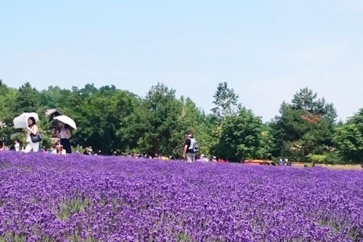 札幌発 観光タクシー 絶景の連続 高級レクサスタクシーで巡る富良野 美瑛観光 アソビュー