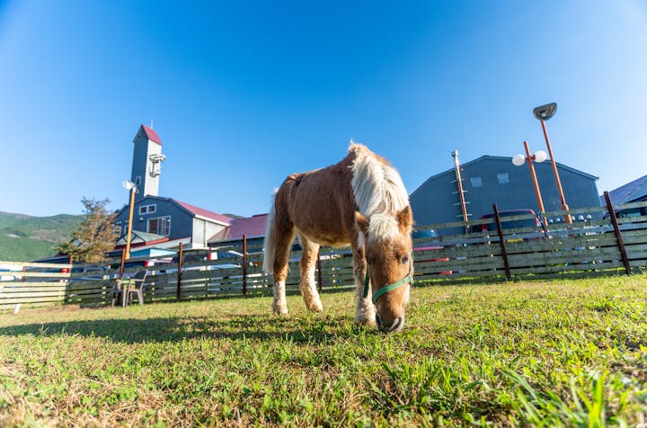 酪農王国オラッチェ