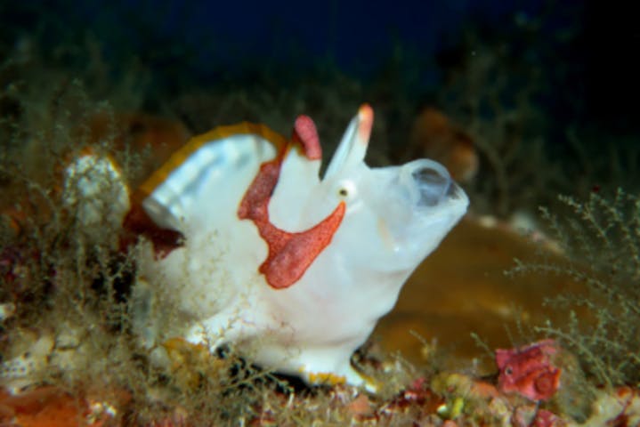 伊豆大島ダイビングセンター カラーズ ネット予約ならアソビュー