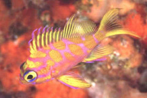 【伊豆大島・体験ダイビング】伊豆大島の海に感動！体験ダイビング