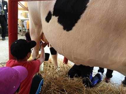 【北海道・弟子屈町】乳搾り体験＆トラクターで大草原を周遊・牧場体験（40分）