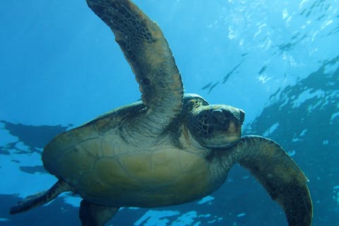 【伊豆大島】生物がいっぱい！季節感のある海で体験ダイビング!