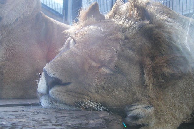 北海道】貸切ジャンボタクシー・旭山動物園ツアー（1日）｜アソビュー！