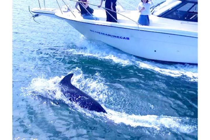 鹿児島 クルージング 貸切イルカクルージング 絶景スポット錦江湾へ アソビュー