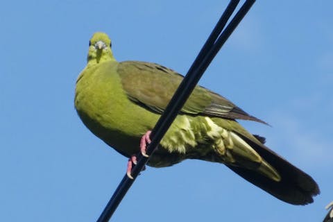 【鹿児島・沖永良部島・エコツアー】美しい自然の景色を満喫！植物＆野鳥観察ツアー