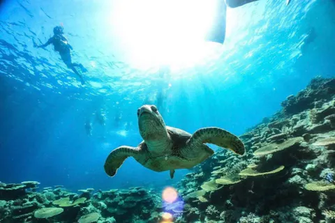 【沖縄・西表島・シュノーケリング】珊瑚でできた奇跡の島！バラス島シュノーケリング（半日）