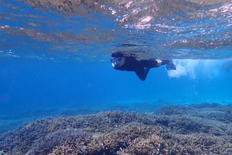 沖縄 西表島 シュノーケリング レアな魚と泳ぐトロピカルボートシュノーケリング 半日 アソビュー