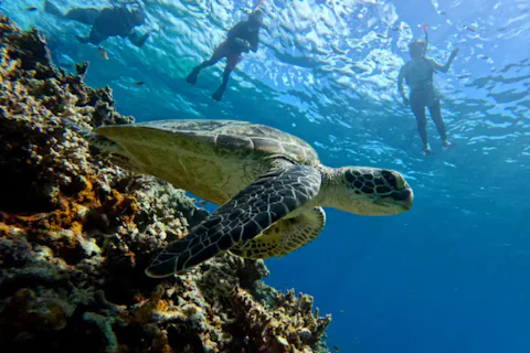 【沖縄・西表島・シュノーケリング】レアな魚と泳ぐトロピカルボートシュノーケリング（半日）
