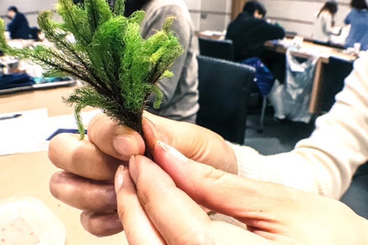 東京 杉並 方南町 ガラス瓶で作る苔のテラリウム 90分 アソビュー