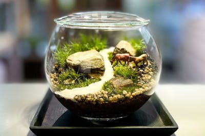 苔テラリウム 受注生産】グラステラリウム3030イモリウム苔テラリウム