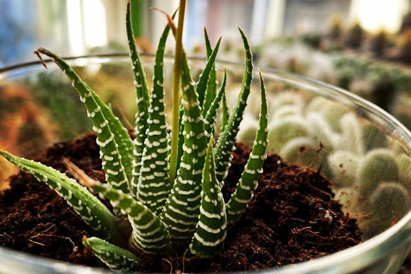 サボテン 寄せ植え テスト 1b4d3692bc515b9f419107e5e6cab2