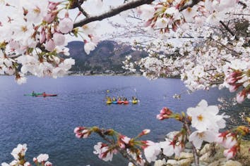 琵琶湖・カヌー】滋賀県桜の名所、海津大崎でのお花見カヌー♪軽食付