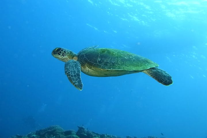 あまみこダイバー ネット予約ならアソビュー