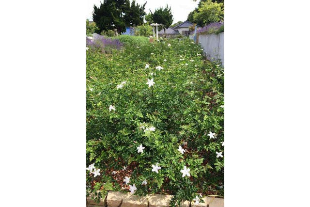 千葉 フラワーアレンジメント教室 ジャスミンの香りのブーケ作り アソビュー