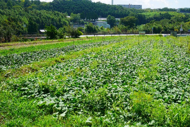 【大阪・河内長野市】さつまいも・収穫体験（5株持ち帰り・30分）
