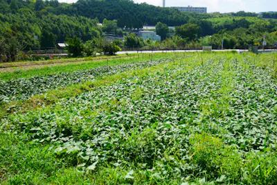 大阪 河内長野市 さつまいも 収穫体験 5株持ち帰り 30分 アソビュー