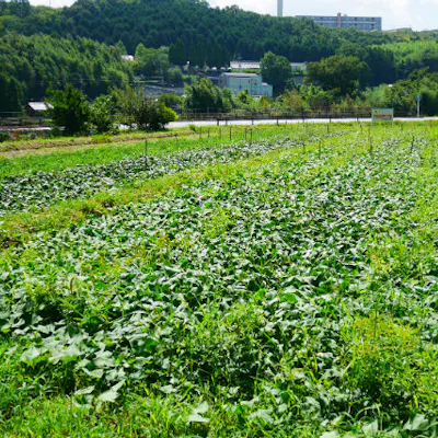 大阪 河内長野市 さつまいも 収穫体験 5株持ち帰り 30分 アソビュー 大阪 河内長野市 さつまいも 収穫体験 5株持ち帰り 30分 アソビュー