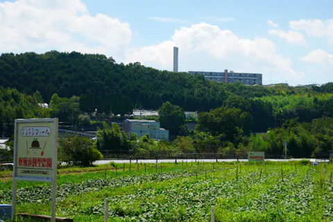 【大阪・河内長野市】落花生・収穫体験（4株持ち帰り・30分）
