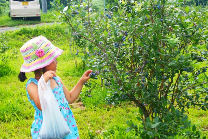 蒜山高原カルチベート観光ブルーベリー園