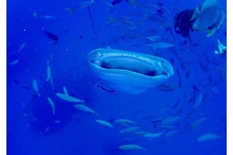 グループ割引あり！【沖縄・ジンベエザメ・シュノーケリング】世界最大の魚類ジンベイザメ！100％の感動と200％の興奮！大人気GoPro写真＆動画無料！