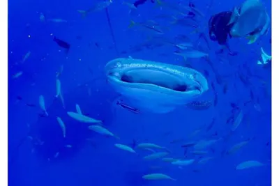 グループ割引あり！【沖縄・ジンベエザメ・シュノーケリング】世界最大