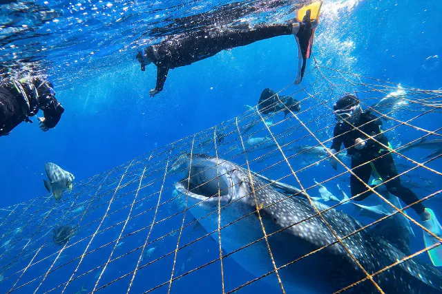 グループ割引あり！【沖縄・ジンベエザメ・シュノーケリング】世界最大の魚類ジンベイザメ！100％の感動と200％の興奮！大人気GoPro写真＆動画無料！