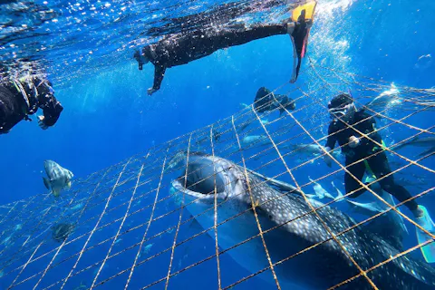 グループ割引あり！【沖縄・ジンベエザメ・シュノーケリング】世界最大の魚類ジンベイザメ！100％の感動と200％の興奮！大人気GoPro写真＆動画無料！