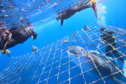 グループ割引あり！【沖縄・ジンベエザメ・シュノーケリング】世界最大の魚類ジンベイザメ！100％の感動と200％の興奮！大人気GoPro写真＆動画無料！