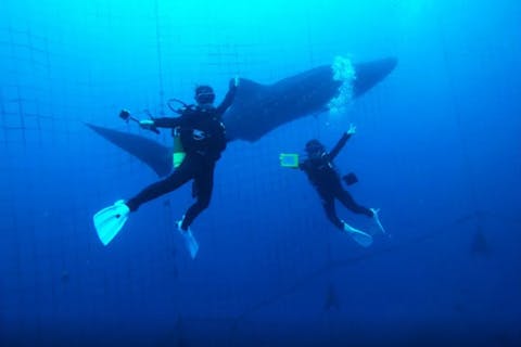 【沖縄・ジンベエザメ・ファンダイビング】世界最大の魚類ジンベイザメと泳ぐ！100％の感動と200％の興奮！大人気GoPro写真＆動画無料！